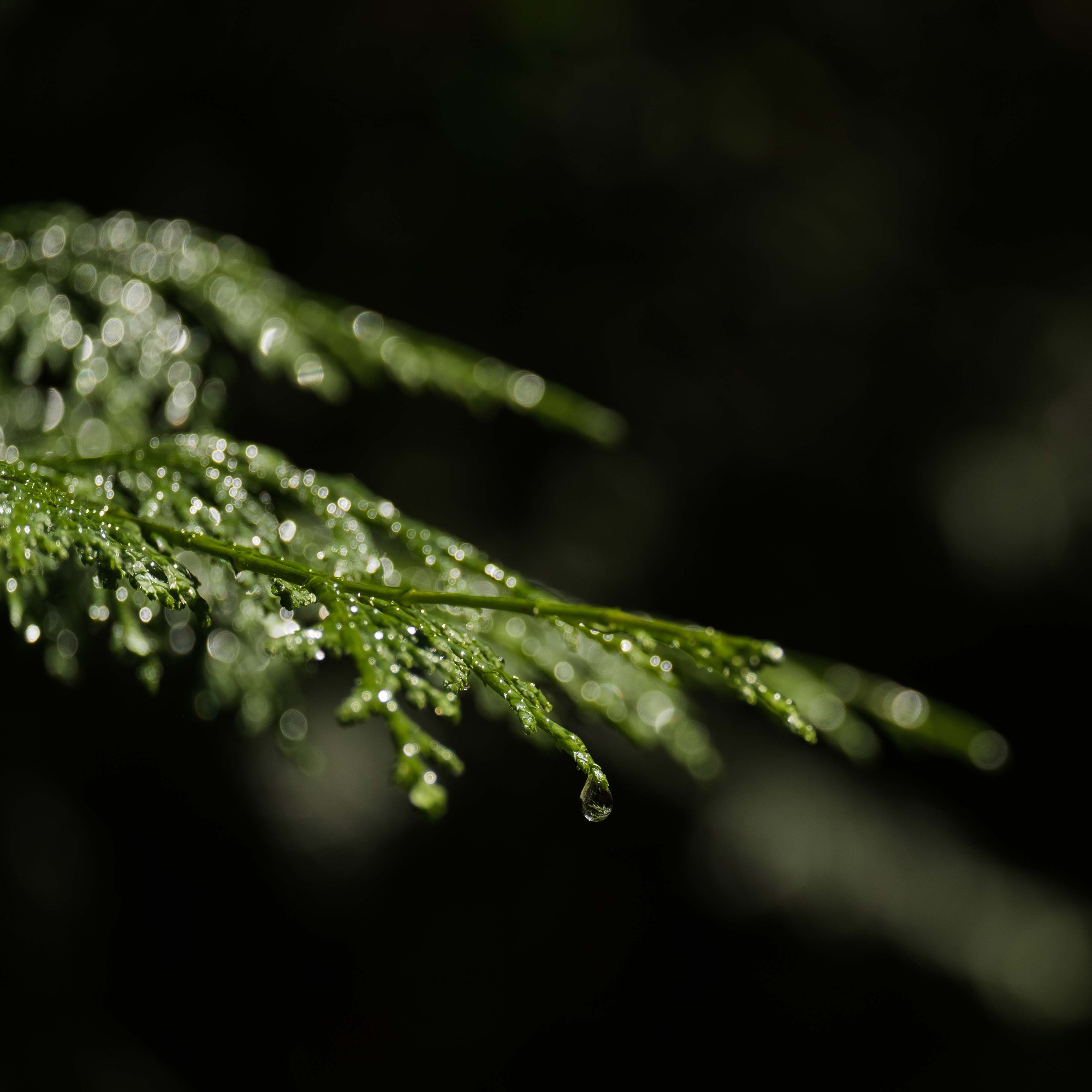 期間限定［h-01］HINOKI